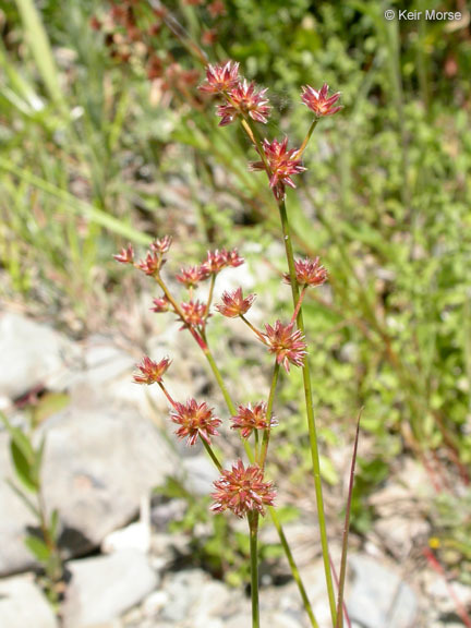 Image of Sierra rush