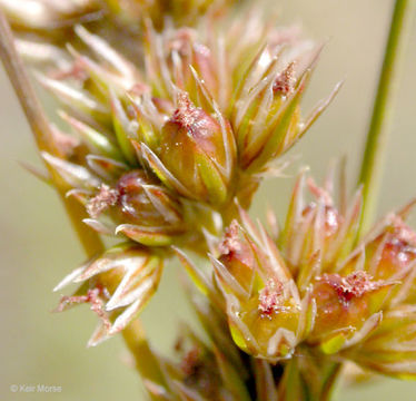 Image of Slender rush