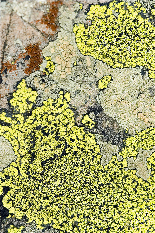 Rhizocarpon geographicum (L.) DC. resmi