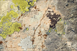 Rhizocarpon geographicum (L.) DC. resmi