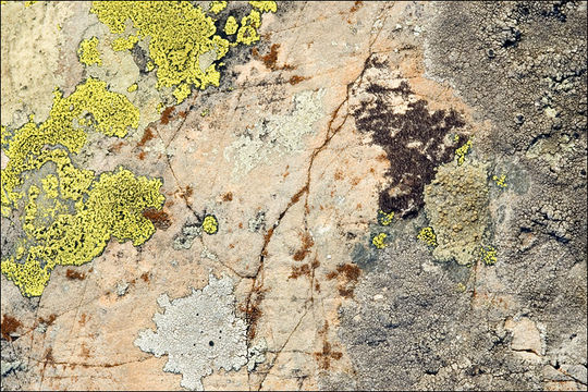 Image of Yellow map lichen;   World map lichen