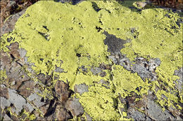 Image of Yellow map lichen;   World map lichen