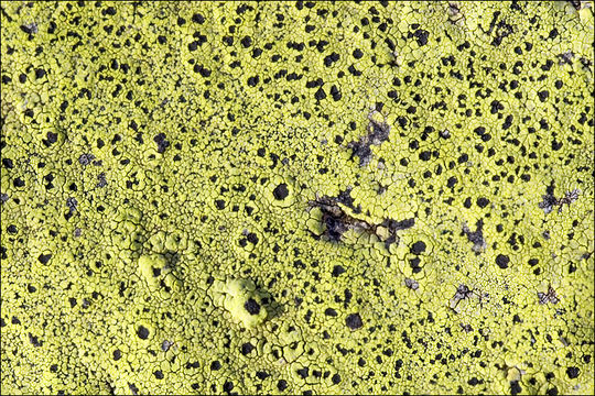 Rhizocarpon geographicum (L.) DC. resmi