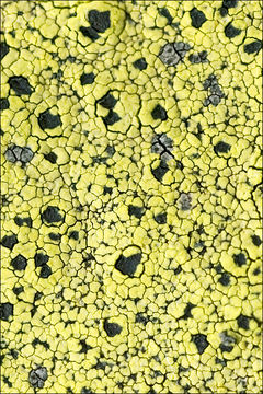 Image of Yellow map lichen;   World map lichen