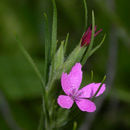 Plancia ëd Dianthus armeria L.