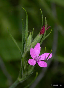 Image of Deptford Pink