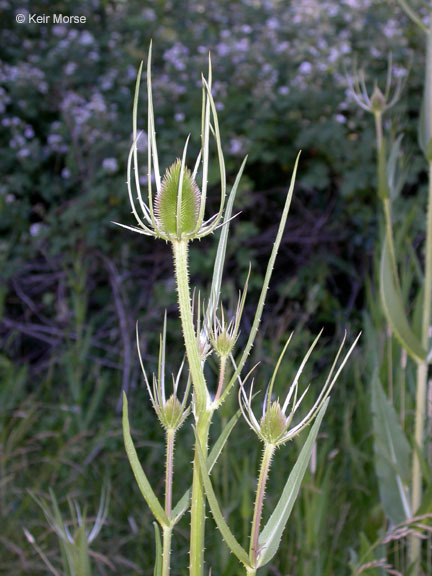 Image of teasel: Fuller's teasel; cutleaf teasel