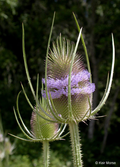 Image of teasel: Fuller's teasel; cutleaf teasel