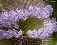 Image of teasel: Fuller's teasel; cutleaf teasel