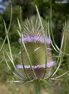 Image of teasel: Fuller's teasel; cutleaf teasel