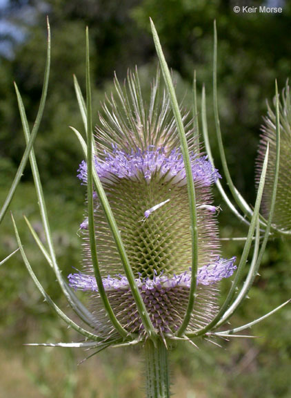 Image of teasel: Fuller's teasel; cutleaf teasel