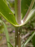 Image of teasel: Fuller's teasel; cutleaf teasel