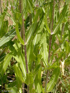 Image of teasel: Fuller's teasel; cutleaf teasel