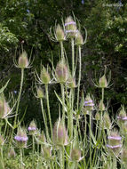 Image of teasel: Fuller's teasel; cutleaf teasel