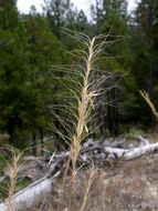 Imagem de Elymus elymoides (Raf.) Swezey