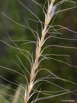 Imagem de Elymus elymoides (Raf.) Swezey