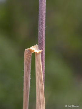 Imagem de Elymus elymoides (Raf.) Swezey