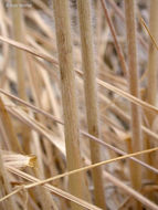 Imagem de Elymus elymoides (Raf.) Swezey