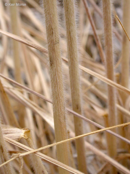 Imagem de Elymus elymoides (Raf.) Swezey