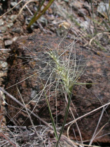 Image of big squirreltail