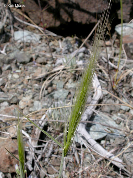 Image of big squirreltail