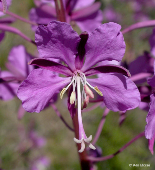 Imagem de Epilobium angustifolium L.