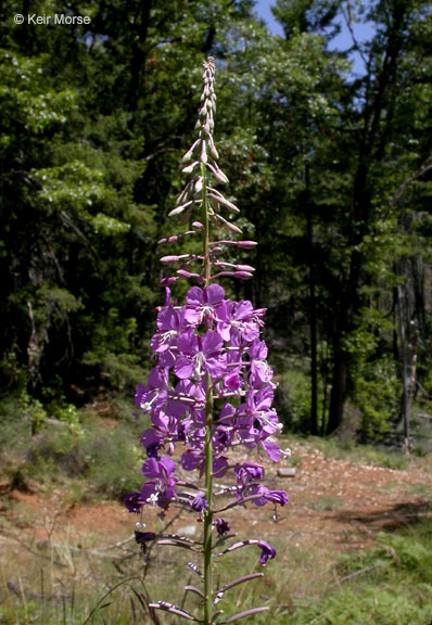 Imagem de Epilobium angustifolium L.