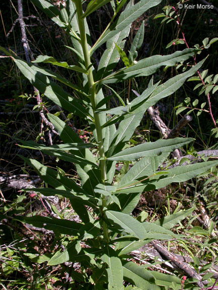 Image of rosebay willowherb