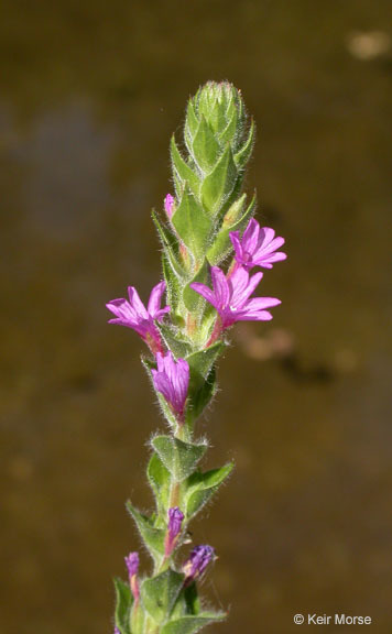 Image of <i>Epilobium densiflorum</i>