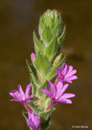 Image of <i>Epilobium densiflorum</i>