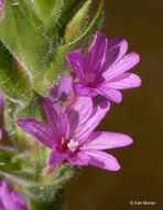 Image of <i>Epilobium densiflorum</i>