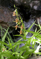 Image of Stream orchid