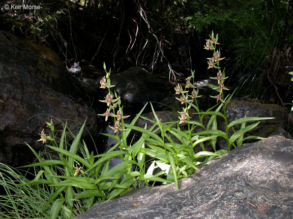 Image of Stream orchid