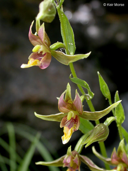 Image of Stream orchid