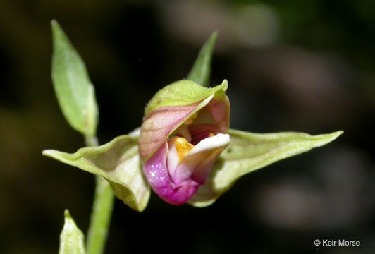 Image of Stream orchid