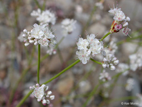 Imagem de Eriogonum nudum Dougl. ex Benth.