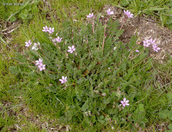 Image of Common Stork's-bill