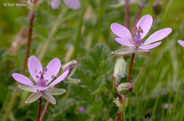 Image of Common Stork's-bill