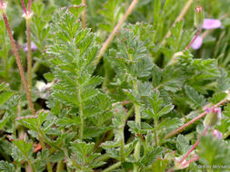 Image of Common Stork's-bill