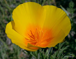 Image of California poppy