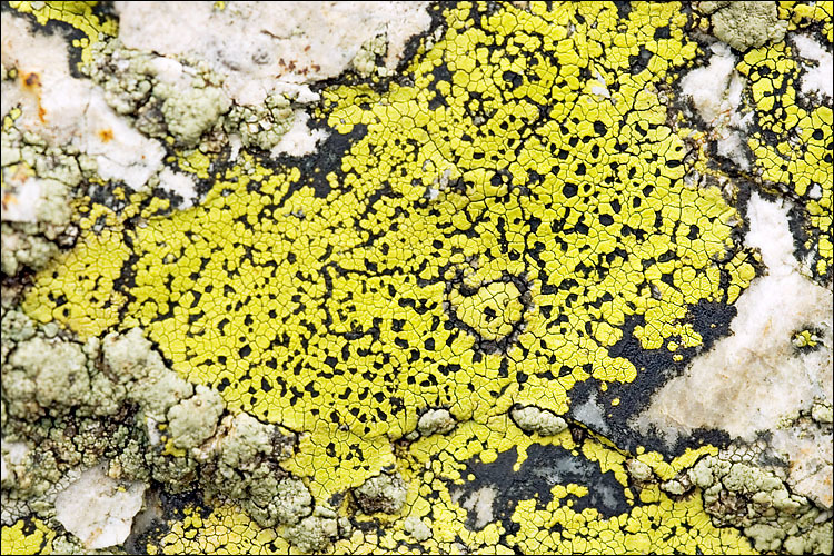 Image of Yellow map lichen;   World map lichen