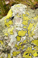 Image of Yellow map lichen;   World map lichen