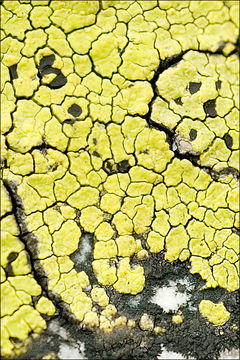 Image of Yellow map lichen;   World map lichen