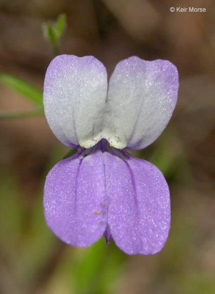 Image of sticky blue eyed Mary