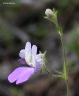 Image of sticky blue eyed Mary