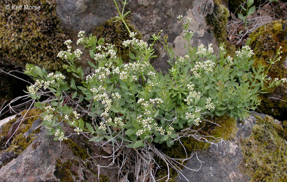 Image of California bastard toadflax