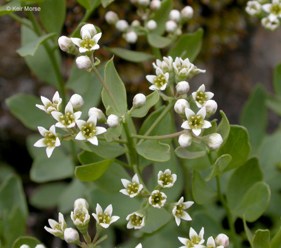 Image of California bastard toadflax