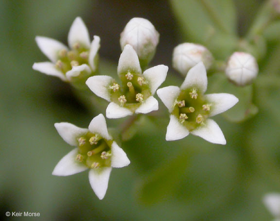 Image of California bastard toadflax