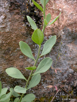 Image of California bastard toadflax