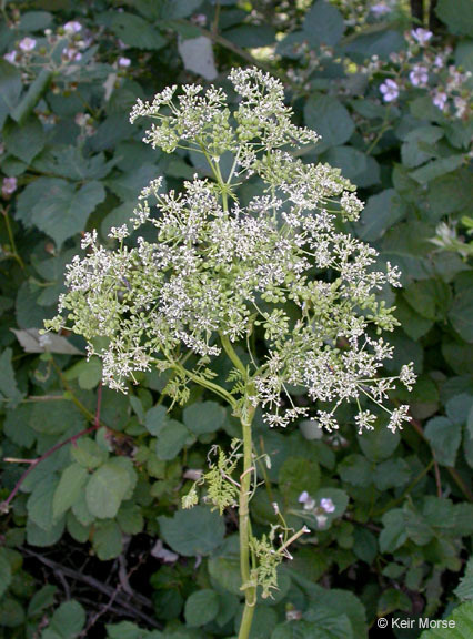 Image of hemlock